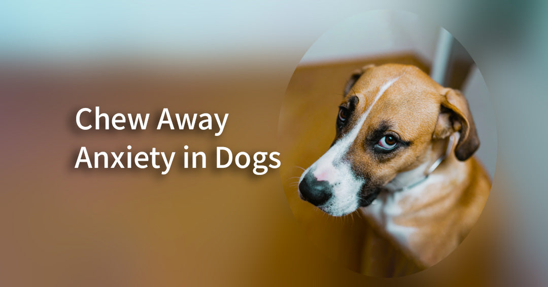 http://tibetandogchew.com/cdn/shop/articles/can_dog_chews_help_with_anxiety_in_dogs.jpg?v=1686131465