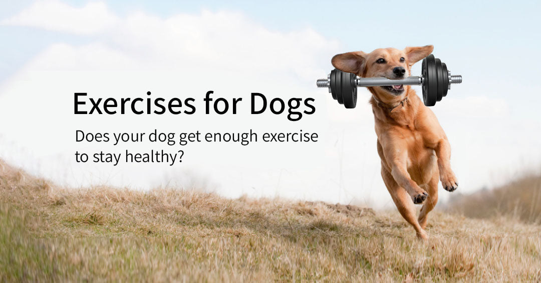 Boredom Busters: 10 Indoor Exercises to Train and Tire Your Dog