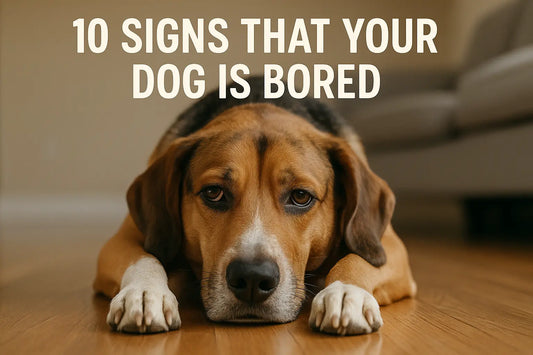 10 Signs That Your Dog is Bored (and How to Fix It Fast)