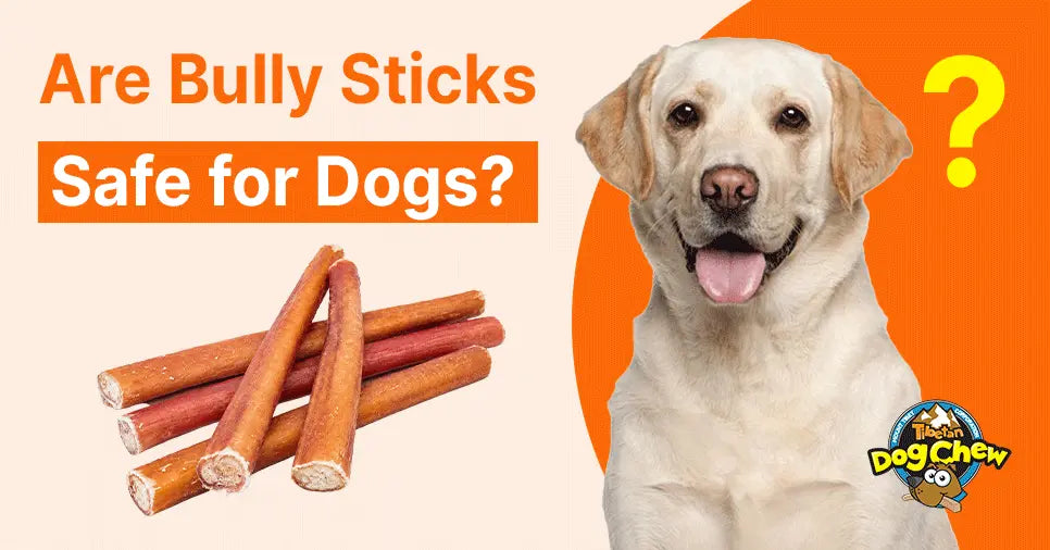 Dog with bully sticks and question mark, featuring Tibetan DogChew brand logo.