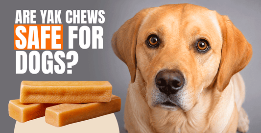 Are yak chews safe for dogs. A labrador looking at yak chews