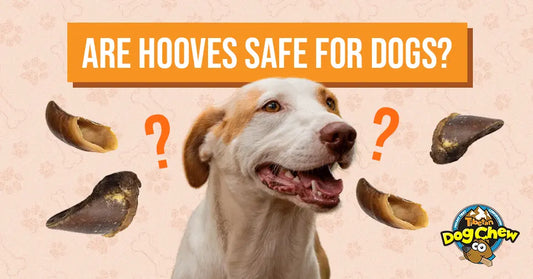 Dog with hooves and question marks, asking if hooves are safe for dogs, with Dog Chew logo.