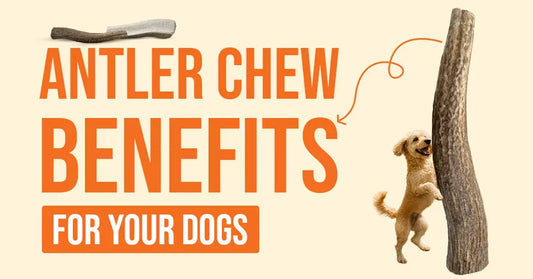 10 Benefits of Antler Chews for Your Dog
