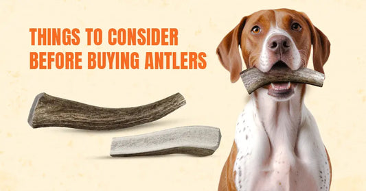 4 Things to Consider Before Buying Antlers for Dogs