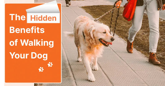 The Health Benefits of Walking Your Dog