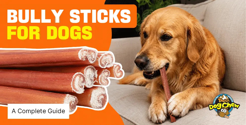 Bully sticks for dogs: the complete guide