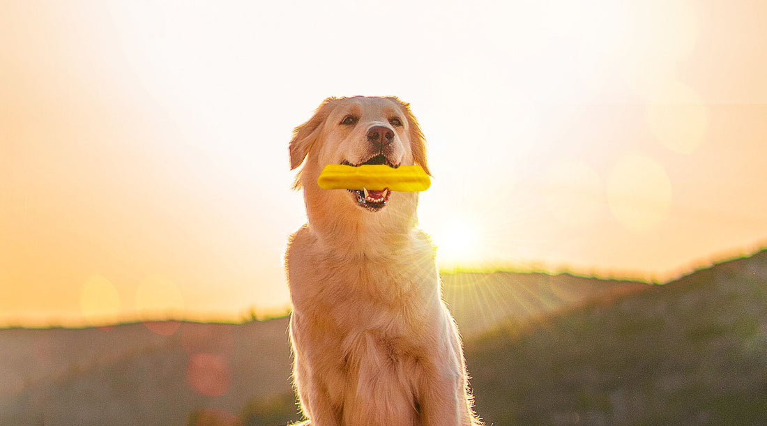 Yak Milk Dog Chews vs. Traditional Treats