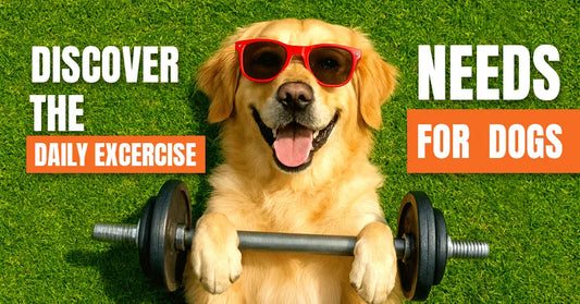 How Much Exercise Does a Dog Need Per Day?