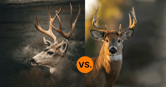 deer vs elk antler for dogs