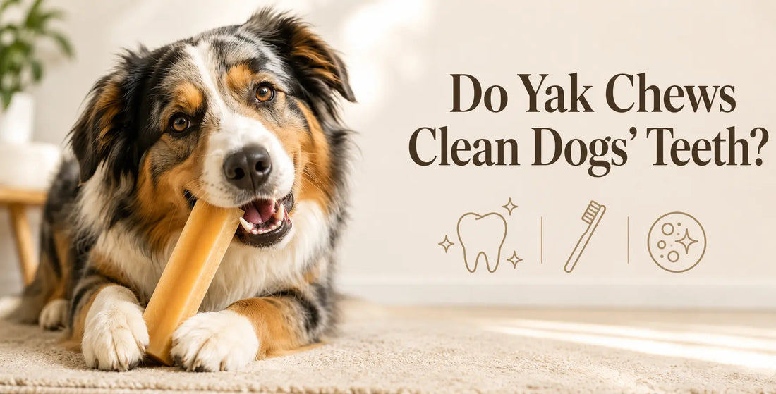 Do Yak Chews Clean Dogs' Teeth What the Evidence Actually Says