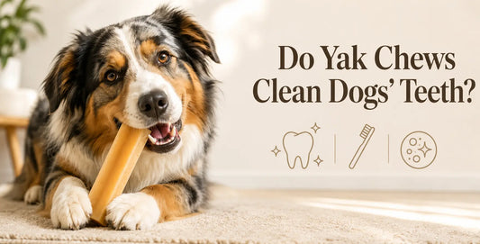 Do Yak Chews Clean Dogs' Teeth What the Evidence Actually Says