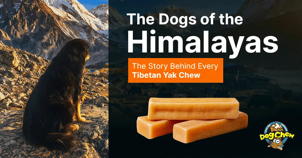 The Dogs of the Himalayas: The Story Behind Every Tibetan Yak Chew