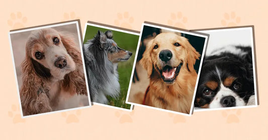 Big Fluffy Dog Breeds