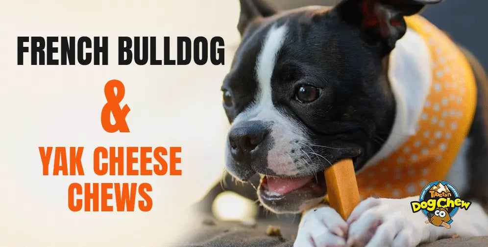 A frenchie eating yak cheese chew
