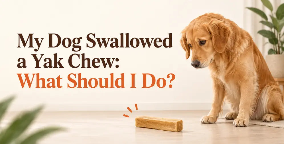 My Dog Swallowed a Yak Chew: What Should I Do? | Tibetan Dog Chew