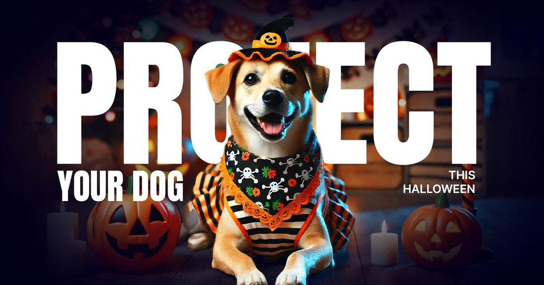 Dog beside carved pumpkins under a Halloween dog-safety headline