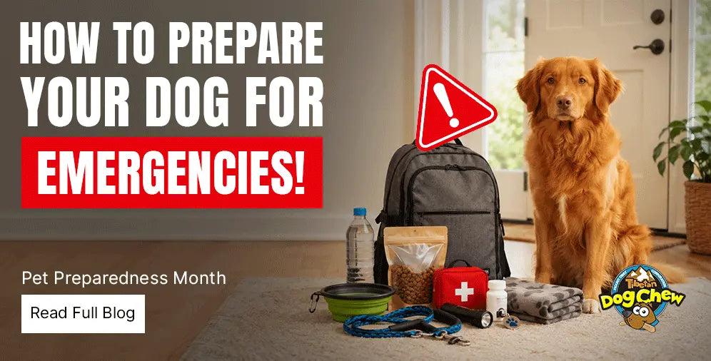 How to Prepare Your Dog for Emergencies: Pet Preparedness Month Checklist