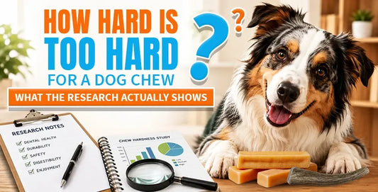 How Hard Is Too Hard for a Dog Chew? What the Research Actually Shows