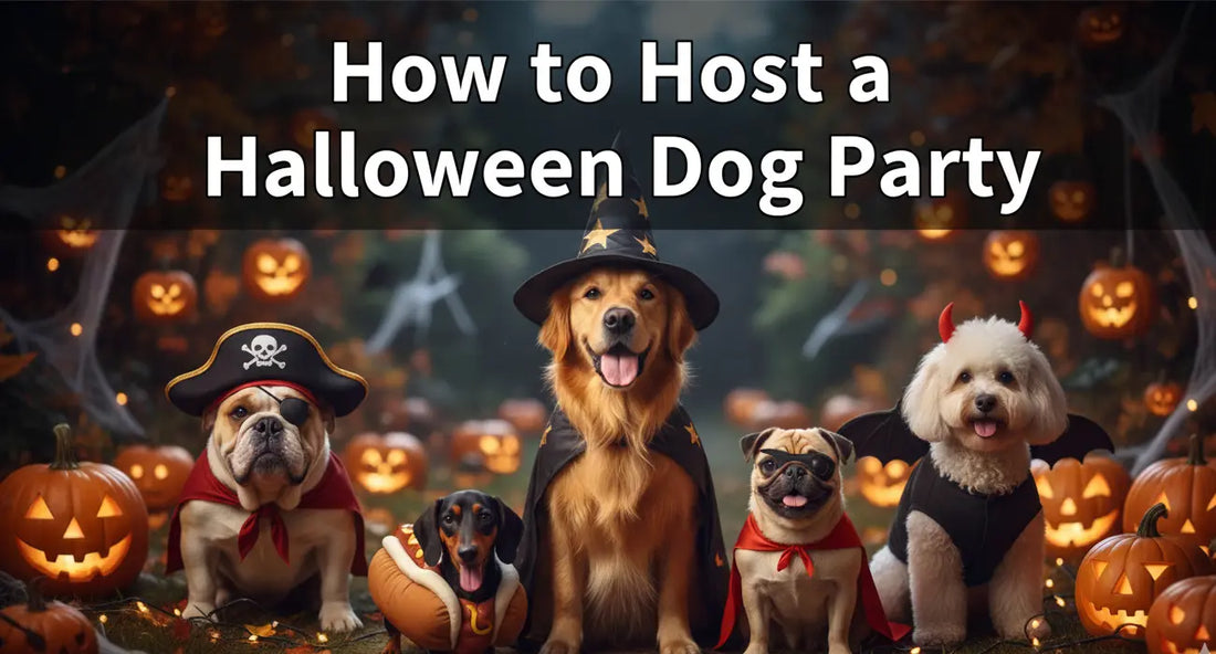 How to Host a Halloween Dog Party (Fun, Safe & Spooky Ideas for Every Pup)