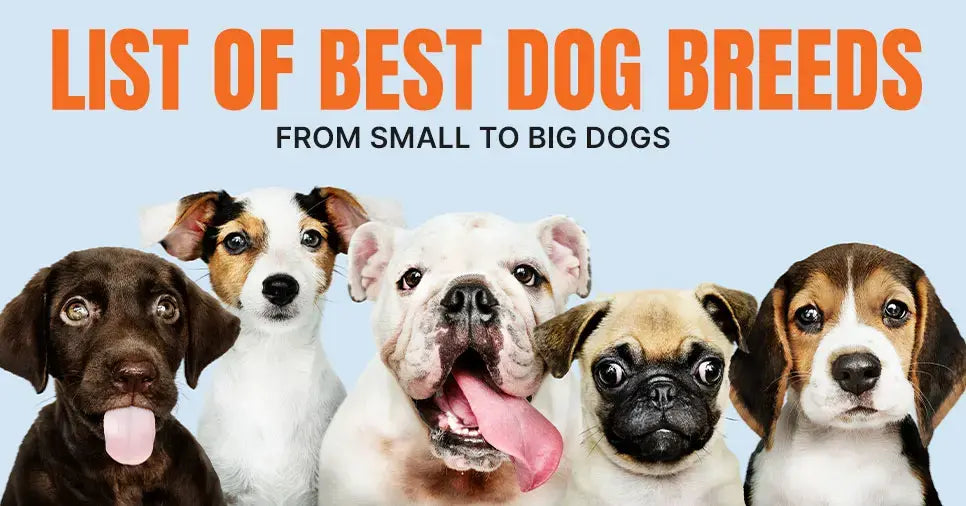 Best Dog Breeds for First-Time Owners: From Small to Big Dogs