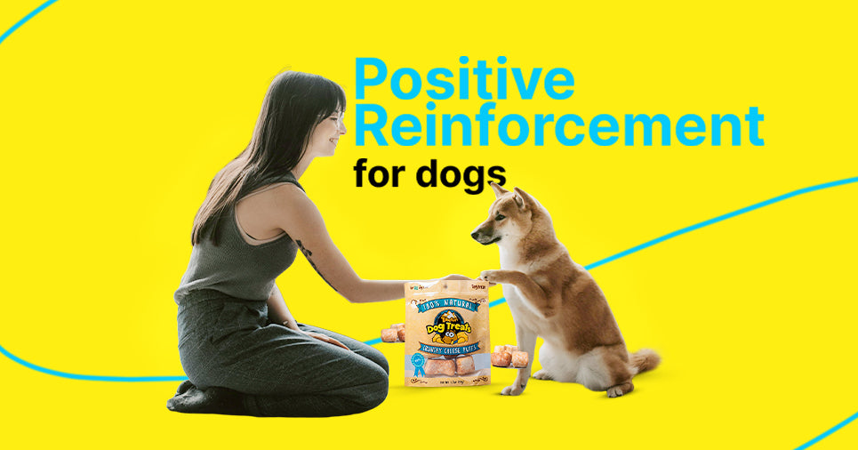 Dog Training Basic: Use positive reinforcement