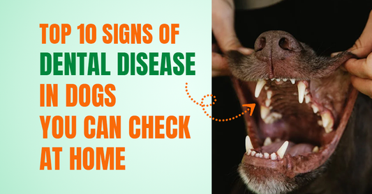 Top 10 Signs of Dental Disease in Dogs You Can Check at Home