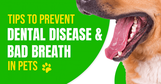 Pet Dental Health: Expert Tips to Prevent Dental Disease & Bad Breath in Pets