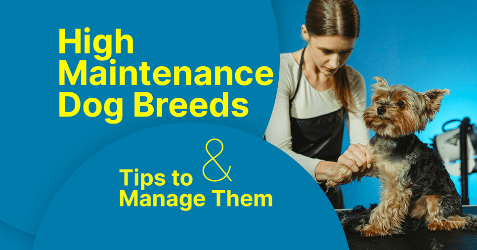 High-maintenance dog breeds - Tibetan Dog Chew