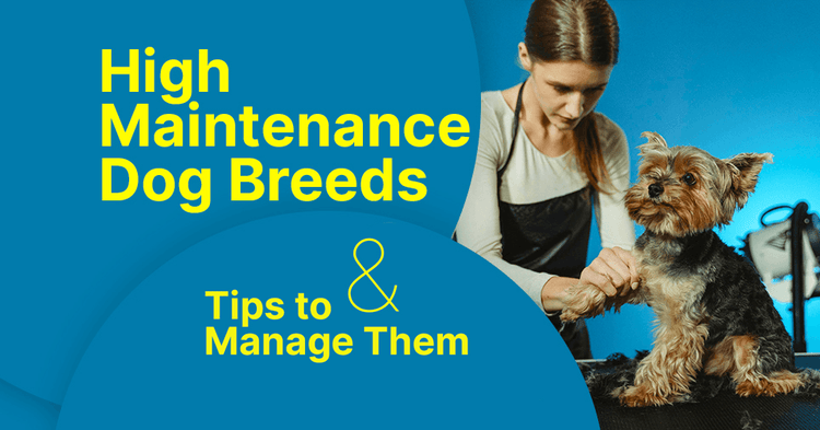 Top 15 High Maintenance Dog Breeds and Tips To Manage Them – Tibetan ...