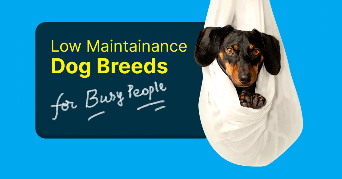 Top 15 Low Maintenance Dog Breeds for Busy People