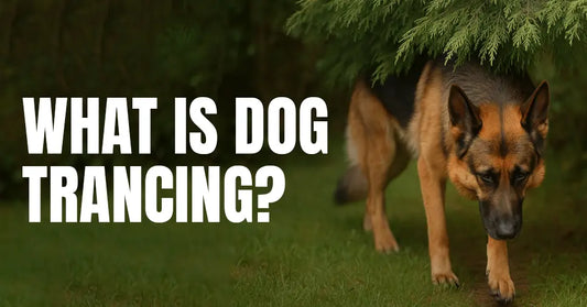 A german shepherd trancing on a plant