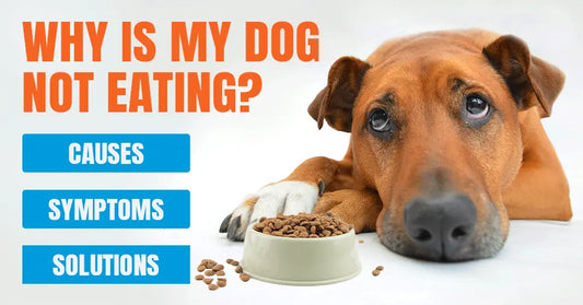 Why Is My Dog Not Eating? What It Means and How to Help