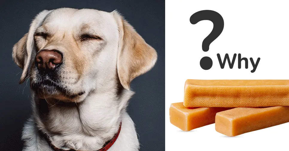 Why Won’t My Dog Eat the Yak Chew? (Real Reasons + How to Fix It)