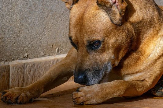 Why Do Dogs Lick Their Paws 7 Reasons You Should Know