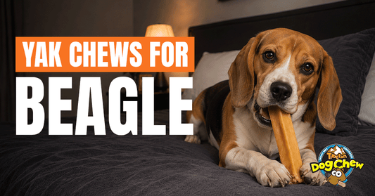 Yak Cheese Chews for Beagles: The Complete Size and Chewing Guide
