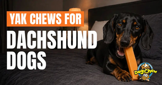 Yak Milk Chews for Dachshunds: Safety, Size & Health