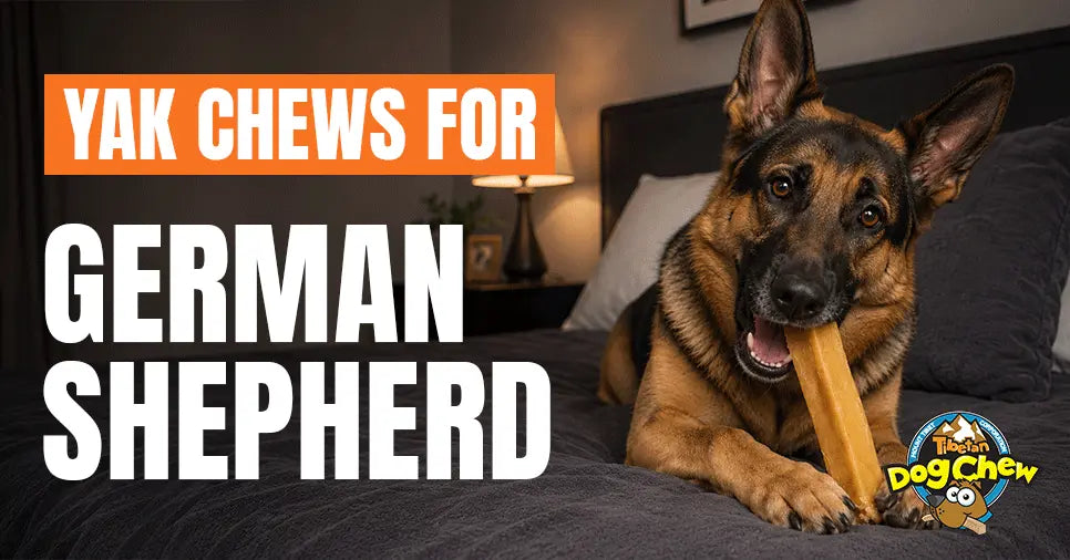 Yak Cheese Chews for German Shepherds: Safety, Size & Benefits