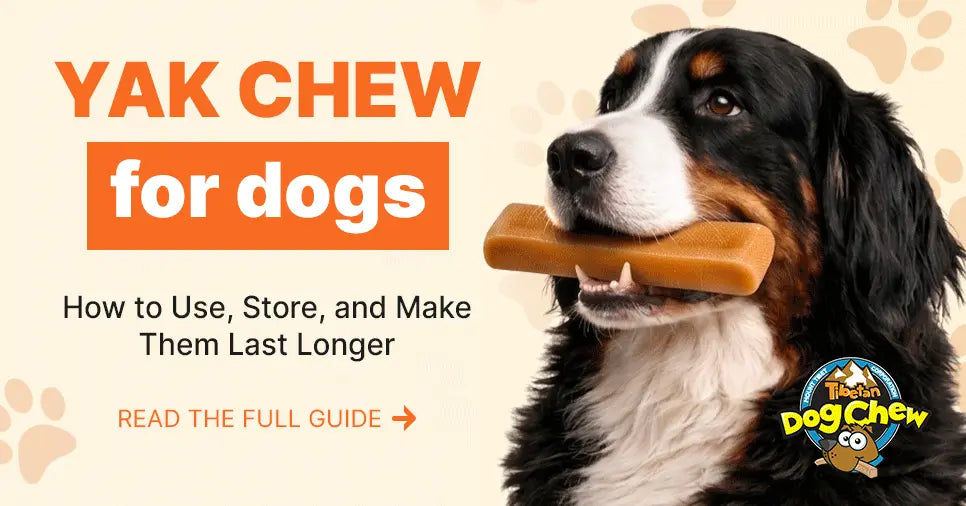 image of a dog holding yak chew with the text: Yak Chew for dogs. How to Use, Store and make them last longer