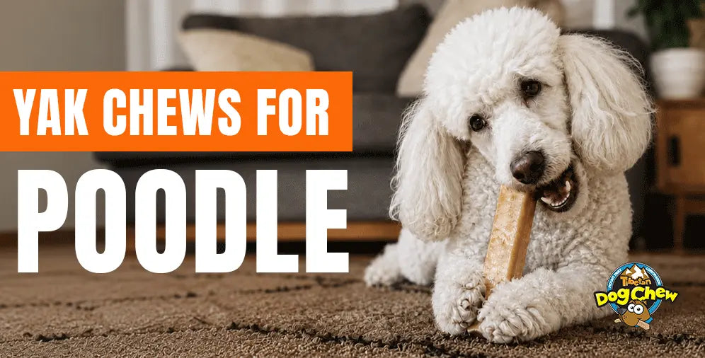 Yak Cheese Chews for Poodles: The Complete Size and Style Guide