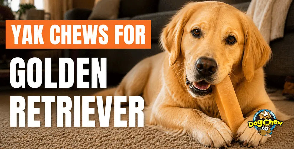 Yak Chews for Golden Retrievers: Safety, Allergies & Size Guide