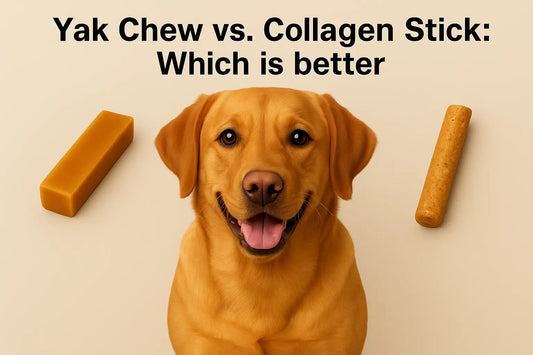 Yak Chews vs. Collagen Sticks for Dogs