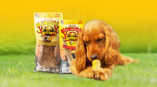 Large Antlers for Dogs by Tibetan Dog Chew