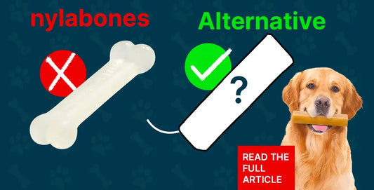 dog with nylabone and alternative comparison