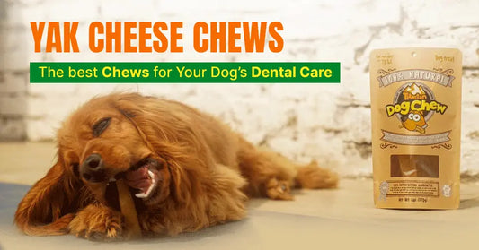 What Makes Yak Chews the Best for Dog’s Dental Health