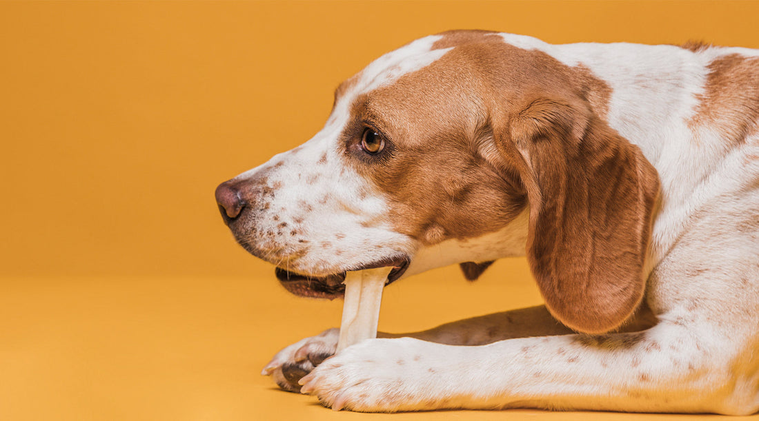 A Dog Chewing Top 10 Best All Natural Dog Chews