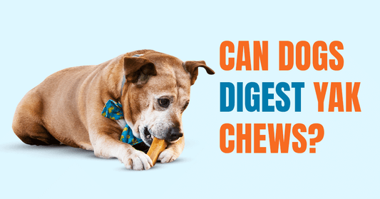 Can Dogs Digest Yak Chews? Must-Know for Every Dog Parent