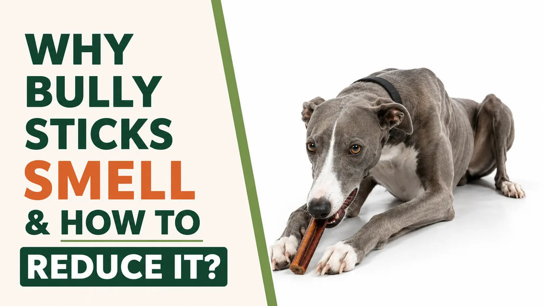 Do bully sticks smell? Why, and what odor-free options really mean?