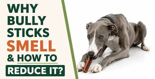 Do bully sticks smell? Why, and what odor-free options really mean?