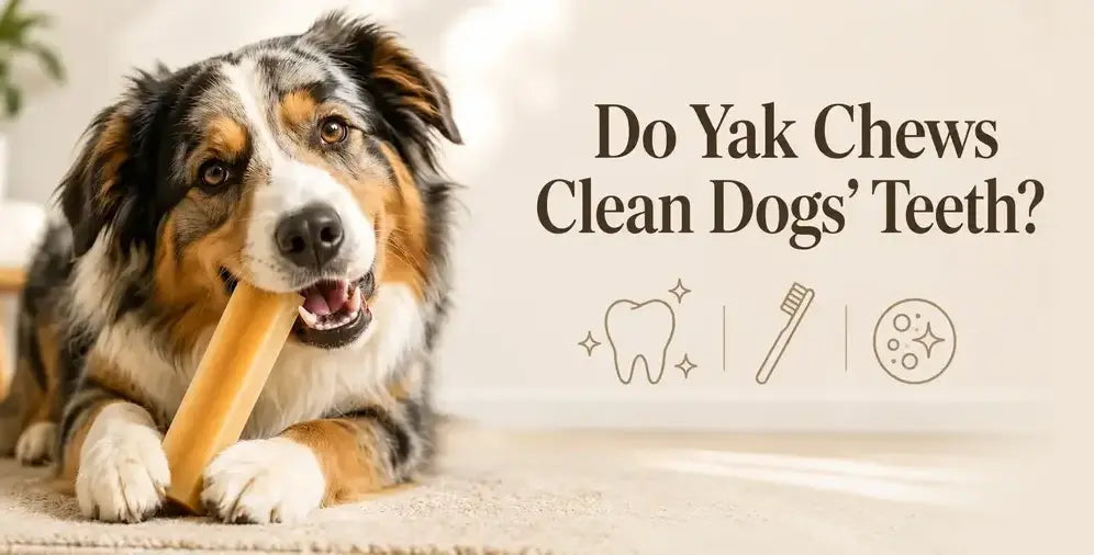 Do Yak Chews Clean Dogs' Teeth? What the Evidence Actually Says