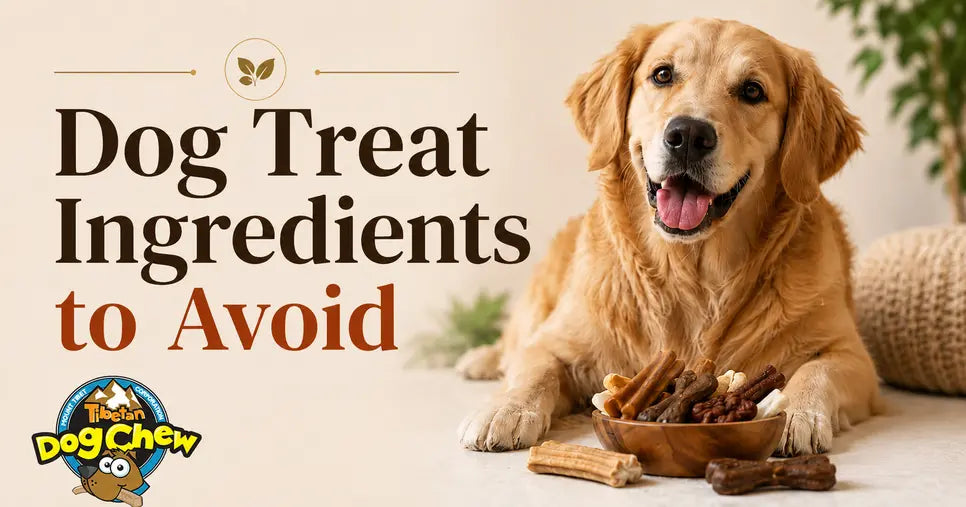 Image of a labrador with text Dog Treat Ingredients to Avoid